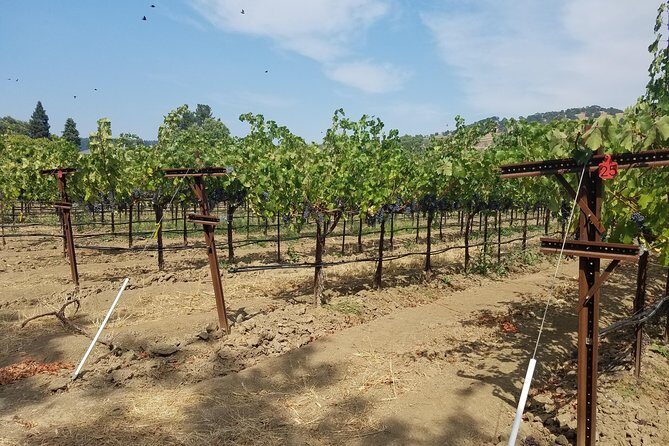 6-Hour Private Wine Tasting Tour with a Sample Stops - Stop 3 Materra Cunat Family Vineyards: Bigger Selection, More Decision Fatigue