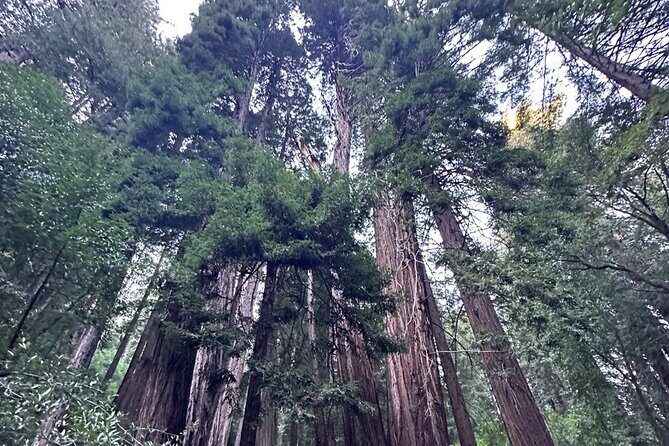 Alcatraz Plus Muir Woods and Sausalito Combo Tour - Muir Woods: 1 hour 20 minutes among the coastal sequoias