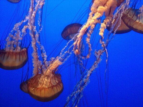 Aquarium of the Bay VIP Experience - Key things that make this VIP worth your time