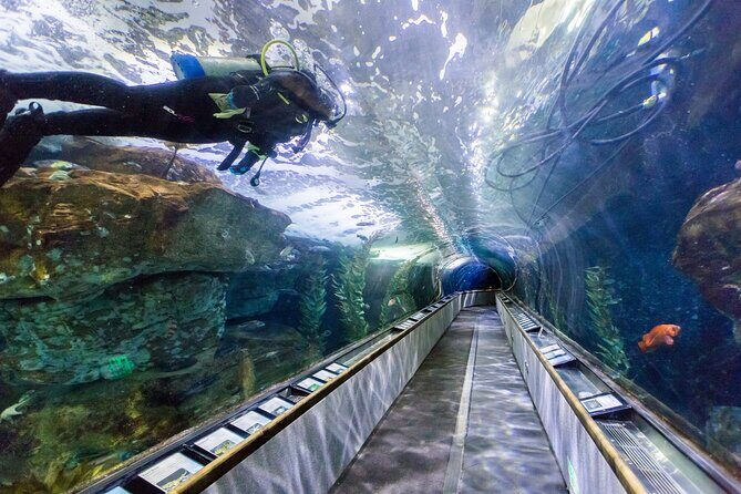 Aquarium of the Bay VIP Experience - VIP access at the Aquarium of the Bay: what you’re really paying for