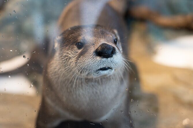 Aquarium of the Bay VIP Experience - Price and value: is $61.50 per person a smart buy?