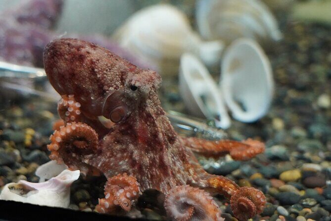 Aquarium of the Bay VIP Experience - What to watch out for: behind-the-scenes expectations