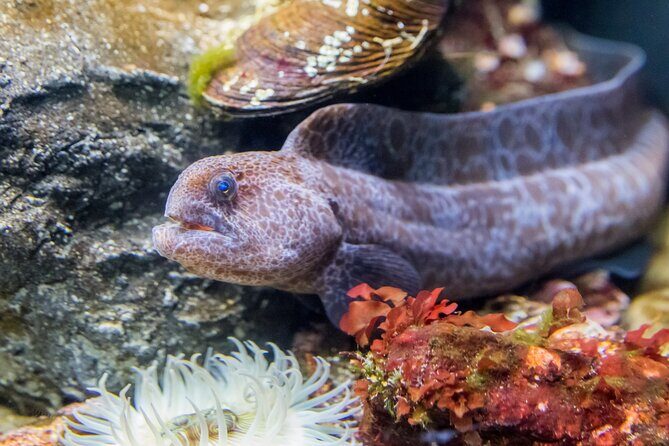 Aquarium of the Bay VIP Experience - Timing and group size: the “calmer aquarium” advantage