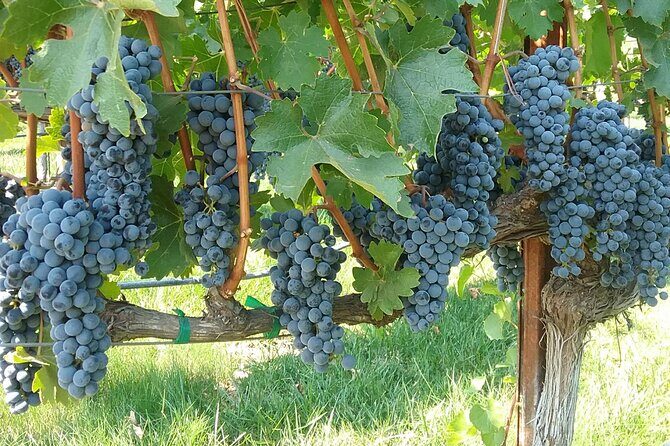 Best Private Wine Tours of Napa Valley-Sonoma for up to 8 people - Price and logistics: where the real value shows up