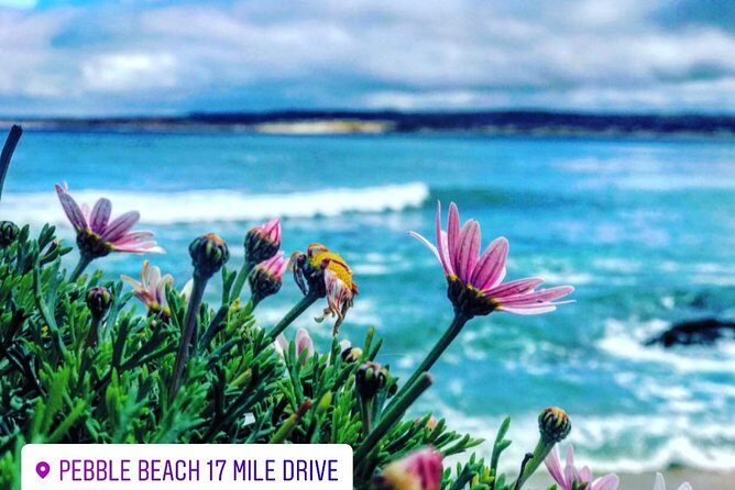 Carmel / Monterey Hwy 1 tour - The 17-Mile Drive Return: Views, Golf Courses, and the Cypress Moment