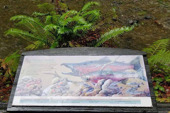 Combo Tour: Muir Woods, Sausalito and Sonoma Wine Country Tour - A smart one-day mix: redwoods, a seaside town, and Sonoma wine