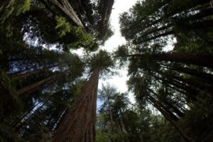 Combo Tour: Muir Woods, Sausalito and Sonoma Wine Country Tour - Golden Gate Bridge: a northern-side viewpoint with real photo time