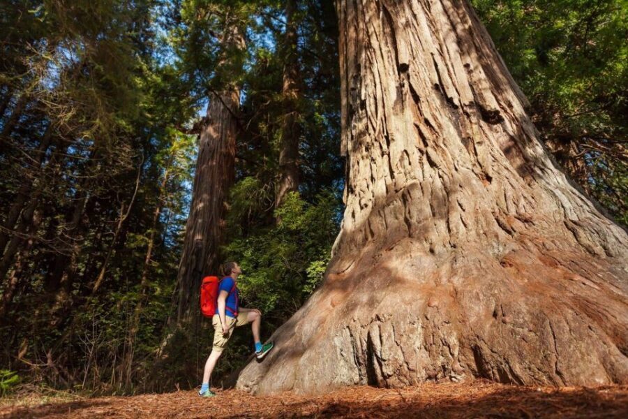 From San Francisco: 2-Day Yosemite Guided Trip with Pickup - Guides, Audio, and What Actually Helps You Enjoy Yosemite