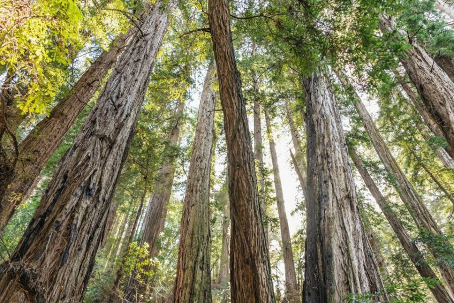 From San Francisco: Guided Muir Woods Tour - Meeting at 99 Jefferson St and Getting Comfortable on the Bus
