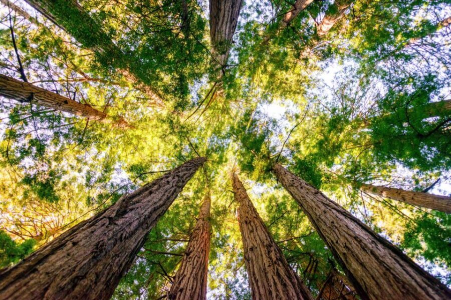From San Francisco: Guided Muir Woods Tour - Price and Value: What $77 Buys You (and What It Doesn’t)