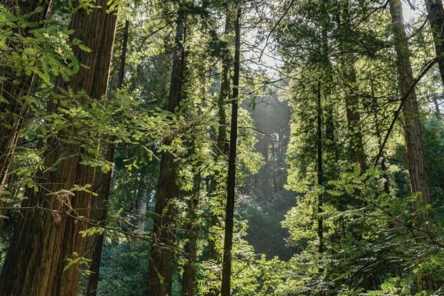 From San Francisco: Guided Muir Woods Tour - Optional Add-Ons: Hop-On Hop-Off and a Chinatown Walk