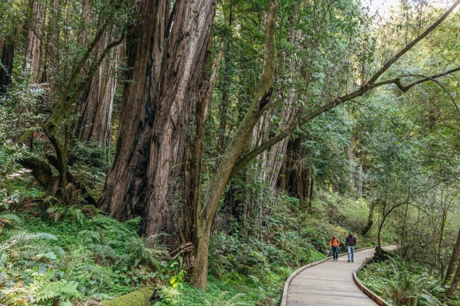 From San Francisco: Guided Muir Woods Tour - What to Bring and How to Plan Around Weather and Shoes