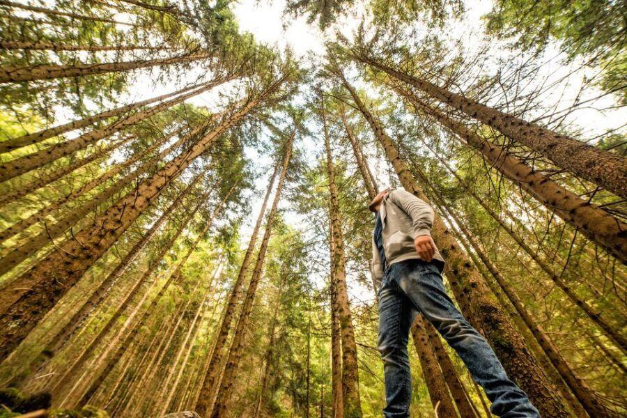 From San Francisco: Guided Tour to Muir Woods - Key things to know before you go