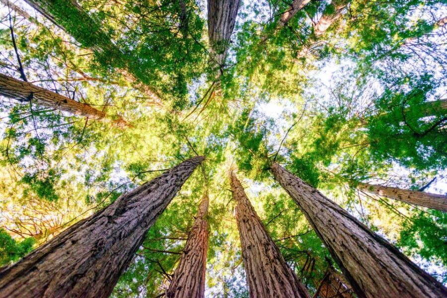 From San Francisco: Guided Tour to Muir Woods - Who this Muir Woods guided tour fits best