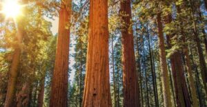 From San Francisco: Guided Tour to Muir Woods - Big Bus pickup and the 45-minute narrated drive through Golden Gate views
