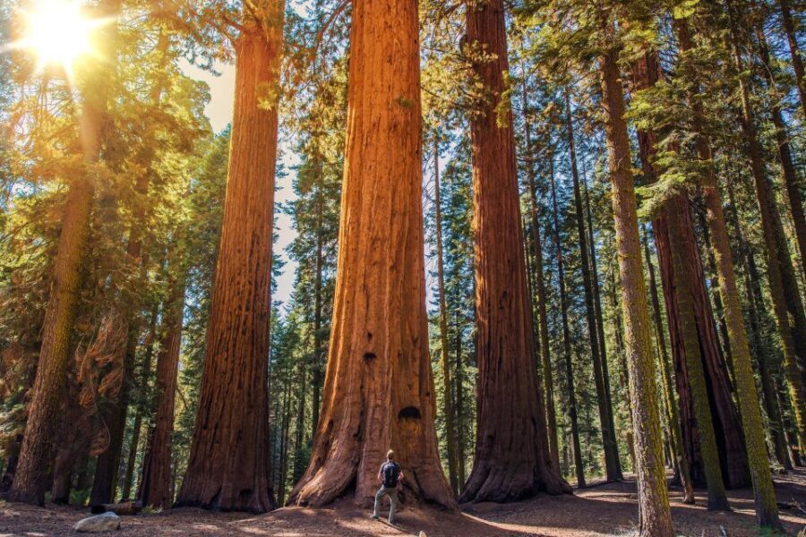 From San Francisco: Guided Tour to Muir Woods - Entering Muir Woods National Forest: tickets, maps, and a calm 90-minute walk