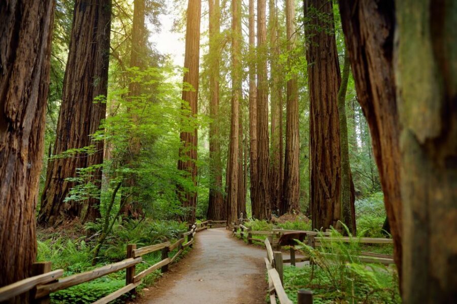 From San Francisco: Guided Tour to Muir Woods - Finding your rhythm on the trail: what the flat paved route really gives you