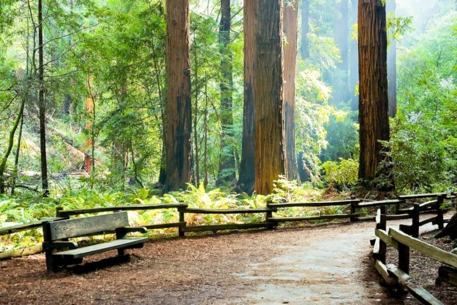 From San Francisco: Guided Tour to Muir Woods - Price and value: what $77 really includes, and what you still pay for