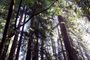 From San Francisco: Guided Tour to Muir Woods and Sausalito - Muir Woods National Monument: 1.5 hours that goes fast