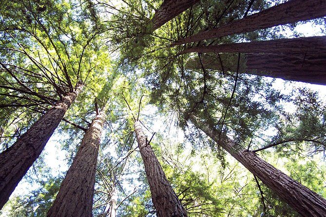 From San Francisco: Guided Tour to Muir Woods and Sausalito - The smell, the scale, and why the fog feels real here