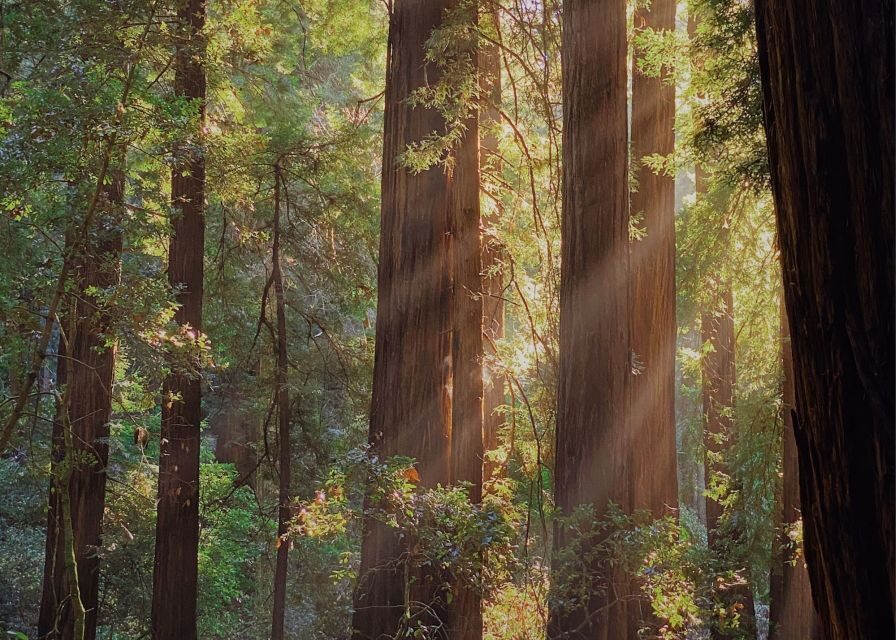 From San Francisco: Muir Woods Wine Tour with Napa & Sonoma - Price and Value: Is $189 a Good Deal?