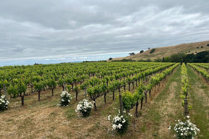 From San Francisco: Napa & Sonoma Valley Wine Tour with Tastings - Price and value: what you actually get for about $109.65
