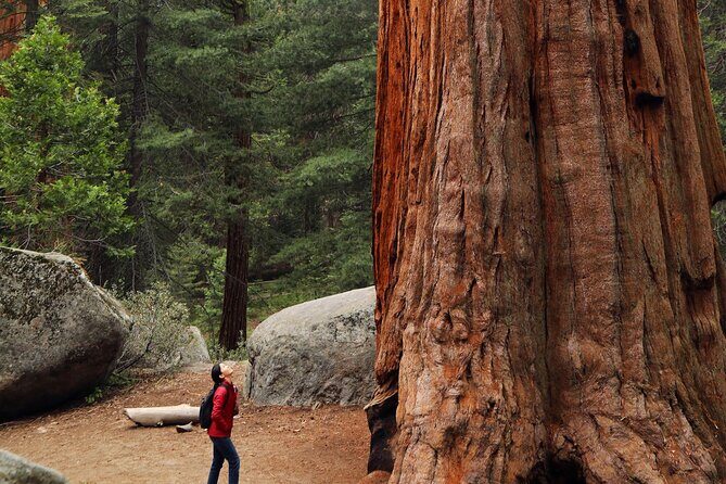 Giant Redwoods Tour Including a 5-Course Winery Lunch - Key things that make this tour click