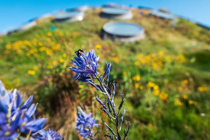Golden Gate Park Tour With California Academy of Sciences Ticket - Price and value: is $70 a fair deal for this mix?