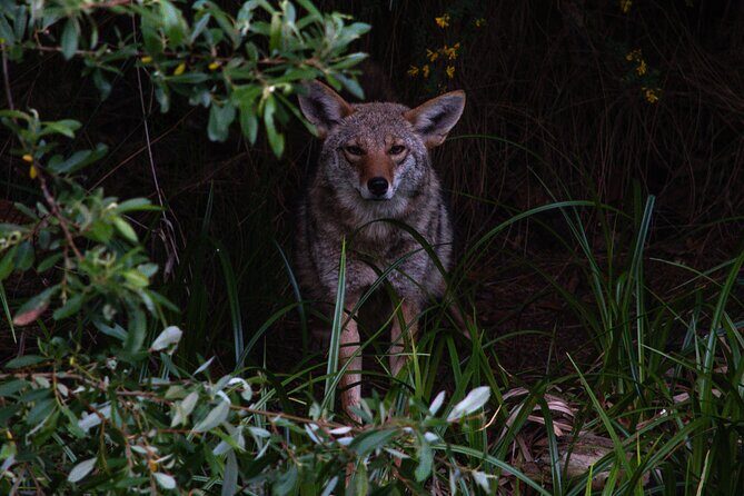 Golden Gate Park Twilight Wildlife Walking Tour - Key Things You’ll Notice on This Twilight Wildlife Walk