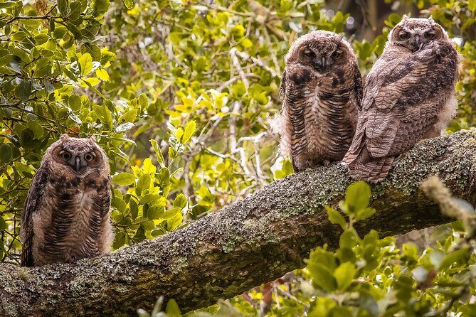 Golden Gate Park Twilight Wildlife Walking Tour - Group Size (Up to 10) and Why It’s Good for Wildlife Watching