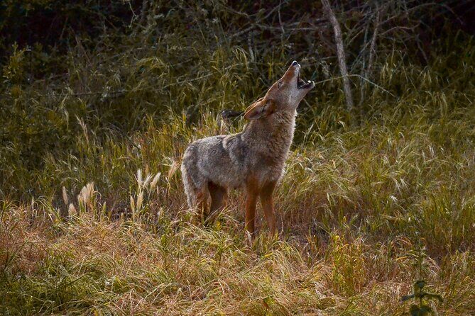 Golden Gate Park Twilight Wildlife Walking Tour - Timing and Booking: Why Planning Ahead Helps