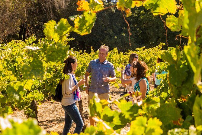Half-Day Wine Country Tour from San Francisco - Napa Valley stop: how to handle tastings when time is tight