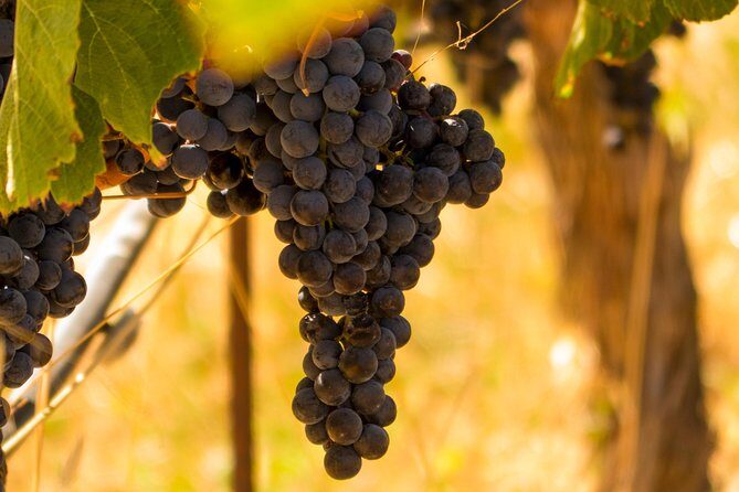 Half-Day Wine Country Tour from San Francisco - Price and what you’re really paying for ($129.99 per person)