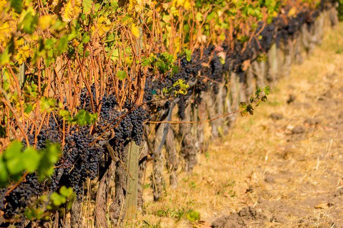 Half-Day Wine Country Tour from San Francisco - What to bring (so the day feels smooth)