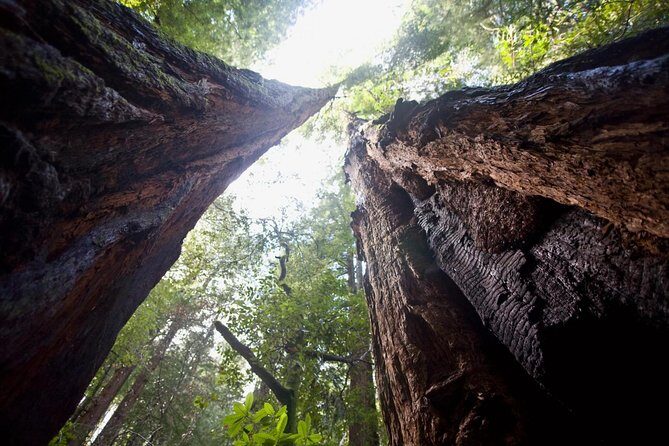 Mix & Save: Muir Woods and Sausalito + Escape From the Rock Cruise - Sausalito boardwalk: 1 hour of independence (and how the ferry fits)