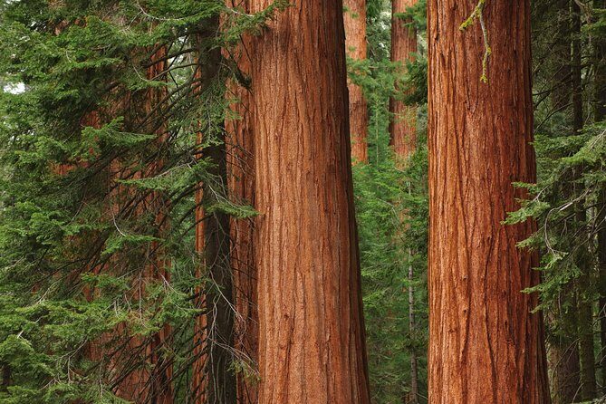 Mix & Save: Muir Woods and Sausalito + Escape From the Rock Cruise - Pier 39 and the Escape From the Rock cruise: Alcatraz from the outside