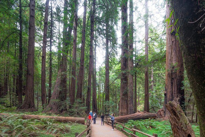 Mix & Save: Muir Woods and Sausalito + Escape From the Rock Cruise - Crossing the Golden Gate Bridge and the Sausalito reveal