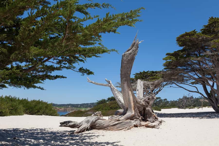 Monterey, Carmel, 17 Mile Dr, Big Sur & Mcway Falls Pvt Tour - One Coastal Day, Five Big Stops