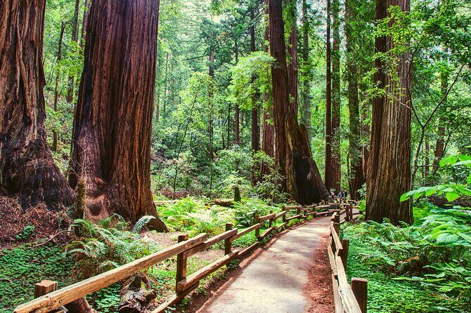 Muir Woods and Sausalito Half Day Tour - The guide quality: why names keep popping up