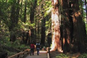 Muir Woods and Sausalito Morning Tour Small-Group Half Day - Entering Muir Woods: 75 minutes among coastal sequoias