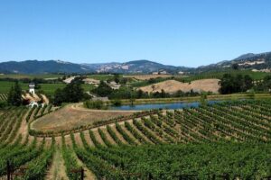 Muir Woods & Napa-8hr-Private Scenic Wine Tour From San Francisco - Muir Woods and Redwood Park: the main event, plus the one extra ticket