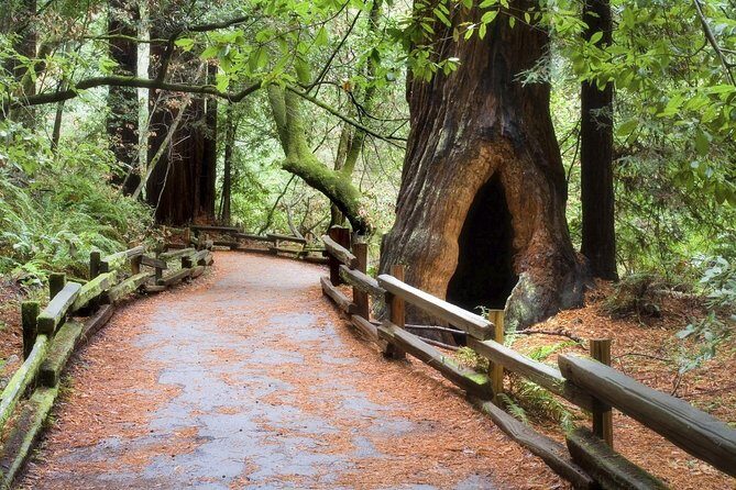 Muir Woods & Napa-8hr-Private Scenic Wine Tour From San Francisco - Your driver makes (or breaks) the vibe: Edward, Kyle, Lonny, Dean, and Alex