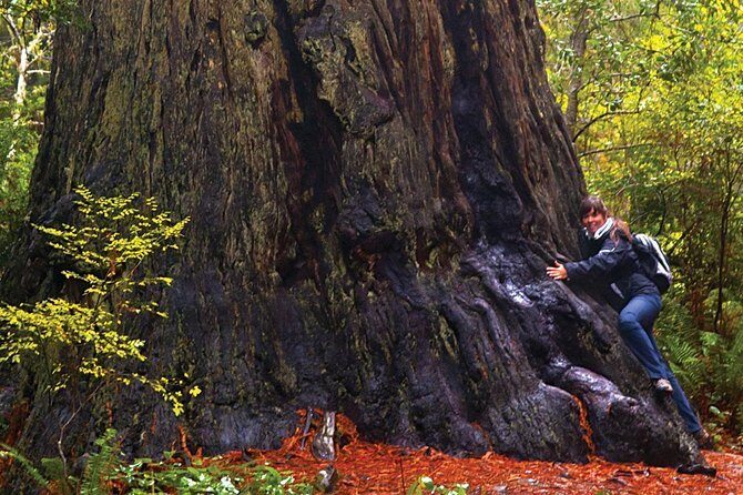Muir Woods & Napa-8hr-Private Scenic Wine Tour From San Francisco - What to do before you go: simple planning that prevents stress