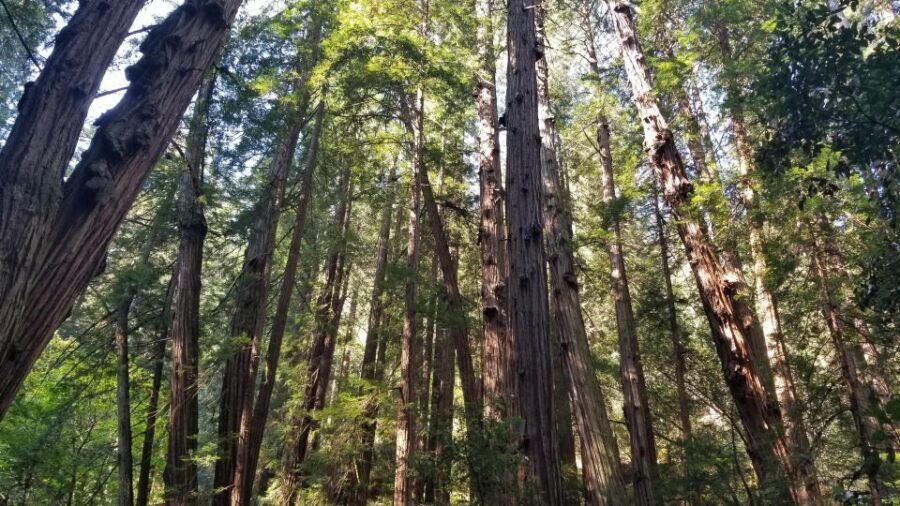 Muir Woods, Sausalito and Ferry back to Fisherman's Wharf - Key Things to Love About This Muir Woods and Sausalito Tour