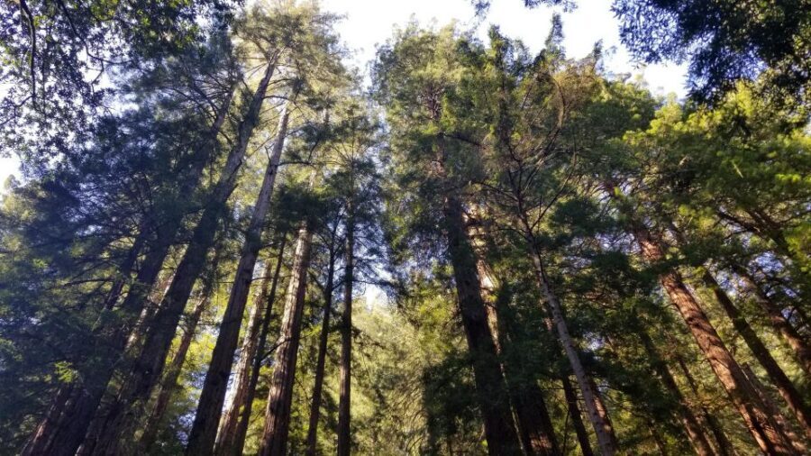 Muir Woods, Sausalito and Ferry back to Fisherman's Wharf - Why This Muir Woods–Sausalito Route Works in One Day