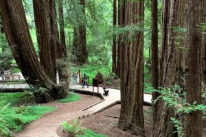 Muir Woods, Sausalito and Golden Gate Bridge - Muir Woods National Monument: Redwood Creek and 350-foot giants