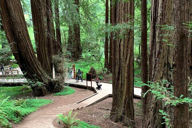 Muir Woods, Sausalito and Golden Gate Bridge - Muir Woods National Monument: Redwood Creek and 350-foot giants
