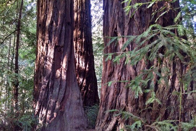 Muir Woods, Sausalito and Tiburon Day Trip from San Francisco - Muir Woods National Monument: Your One-Hour Redwoods Window