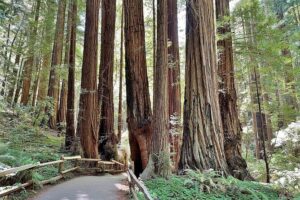 Muir Woods, Sausalito, Battery Spencer Premium Small-Group Tour - Fort Point under the Golden Gate: a free 15-minute photo stop