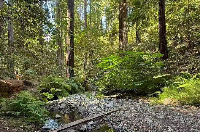 Muir Woods, Sausalito, Battery Spencer Premium Small-Group Tour - Pacific Heights pass-by: big views without extra walking